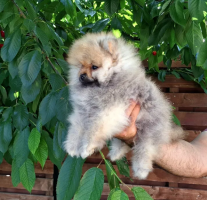 Fetiță Pomeranian cu Pedigree FCI