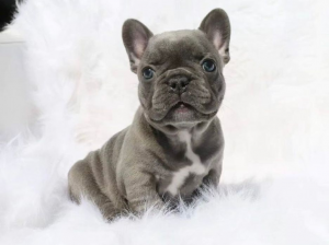 Bulldog francez mascul