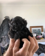 Pudel cu Bichon maltez
