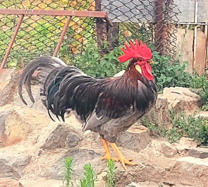 Cocos Italian Albastru