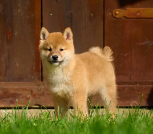 vand pui shiba inu
