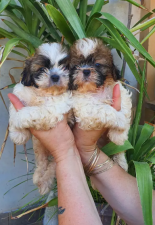shih tzu