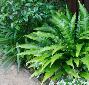 Navalnic in ghiveci - plante medicinale