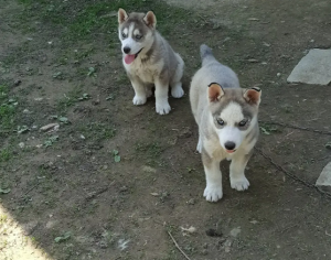 Căței Husky disponibili
