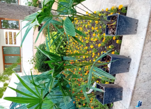 Palmier trachycarpus fortunei.