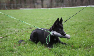 Tug dresaj puppy
