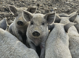 Porc Mangalita varietate blonda la 50 km de Bucuresti