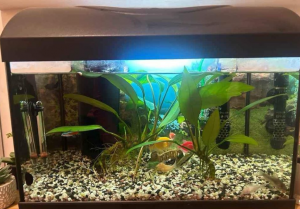 Acvariu Diversa 25 litri complet utilat + pesti tetra
