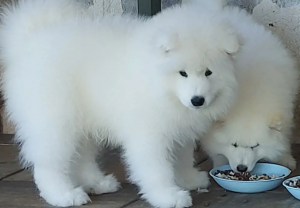 Căței Rasa Samoyed cu Pedigree, părinți campioni