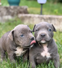 American Bully