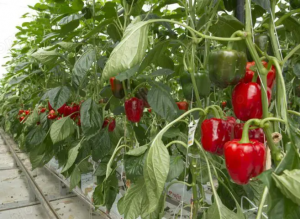 Personal Agricultura Sere Rosii, Castraveti, Ardei, Vinete, Flori plantare, cules, cantarire