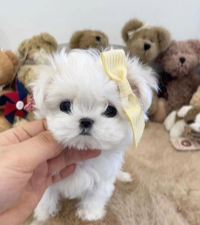 Pui Bichon Maltez talie Mini Toy, parinti arbitrati, canisa autorizata