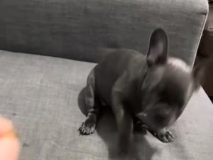 Pui Buldog Francez