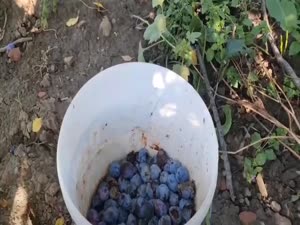 Vând țuică de prună angro, cantități mari