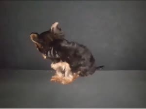 Yorkshire Terrier mini toy